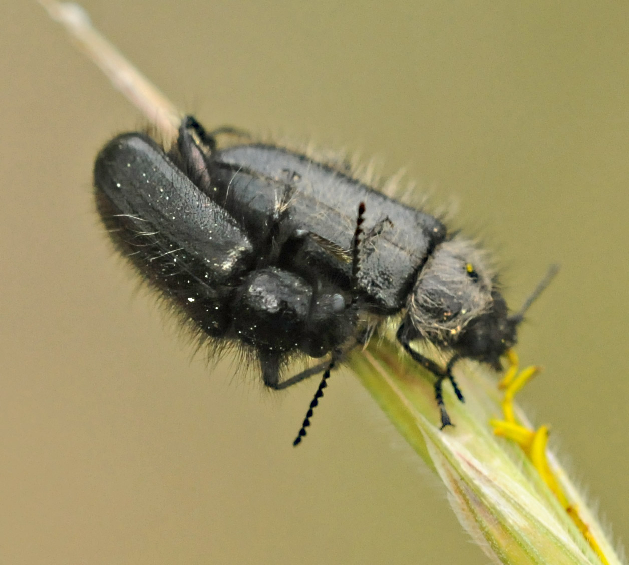 Coleottero da identificare - Enicopus sp.